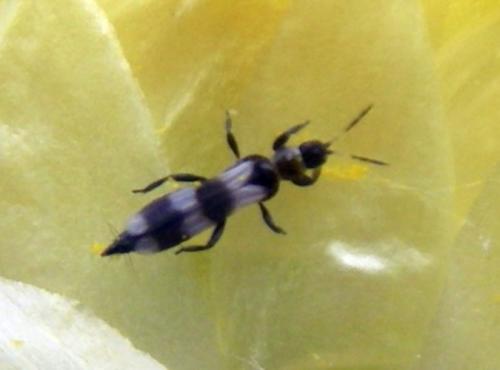 Réf. 230 711 : Aeolothrips sp.